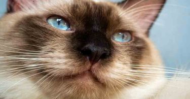 Himalayan Cats A Mysterious Blend of Beauty and Behavior