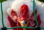 Avian Influenza in European Poultry