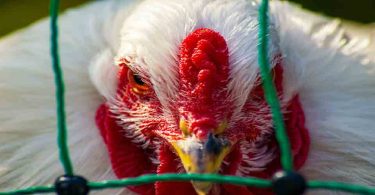 Avian Influenza in European Poultry